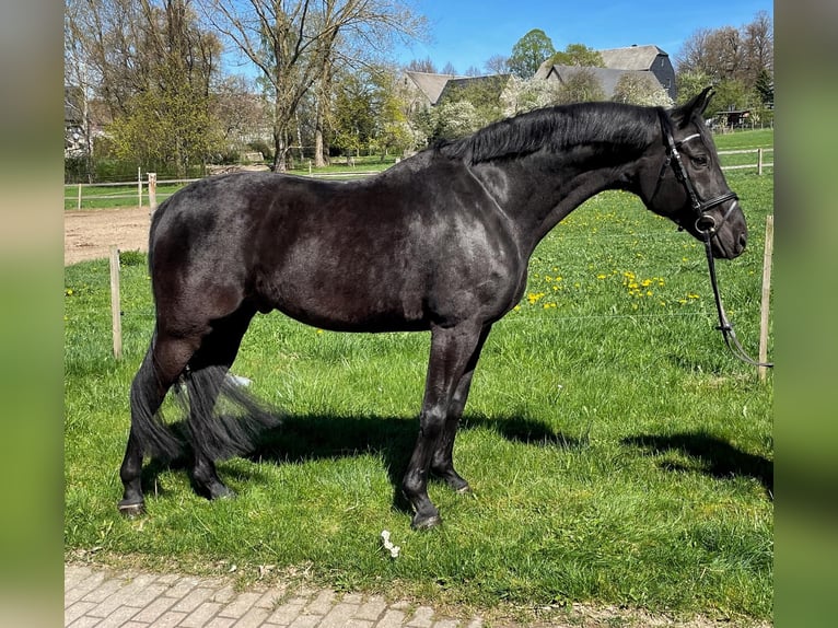 Cavallo da sella tedesco Castrone 11 Anni 162 cm Morello in Zwönitz