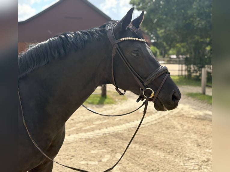 Cavallo da sella tedesco Castrone 11 Anni 162 cm Morello in Bremen