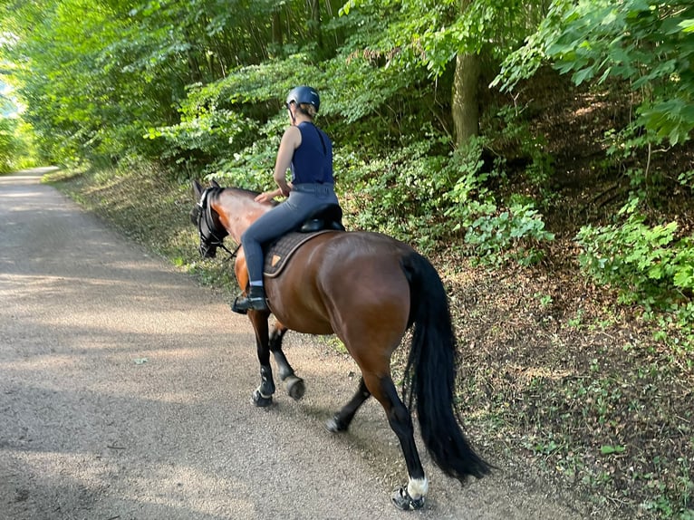 Cavallo da sella tedesco Castrone 11 Anni 165 cm Baio in Bad Urach