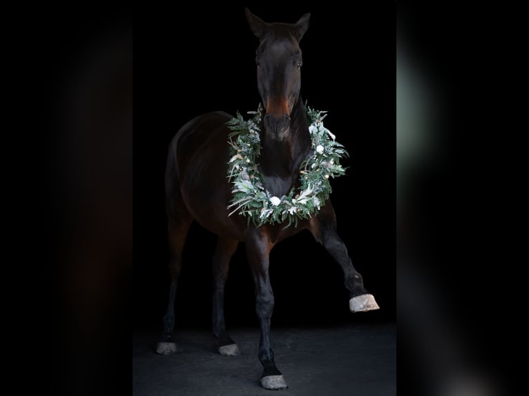 Cavallo da sella tedesco Mix Castrone 11 Anni 166 cm Baio scuro in Schöningen