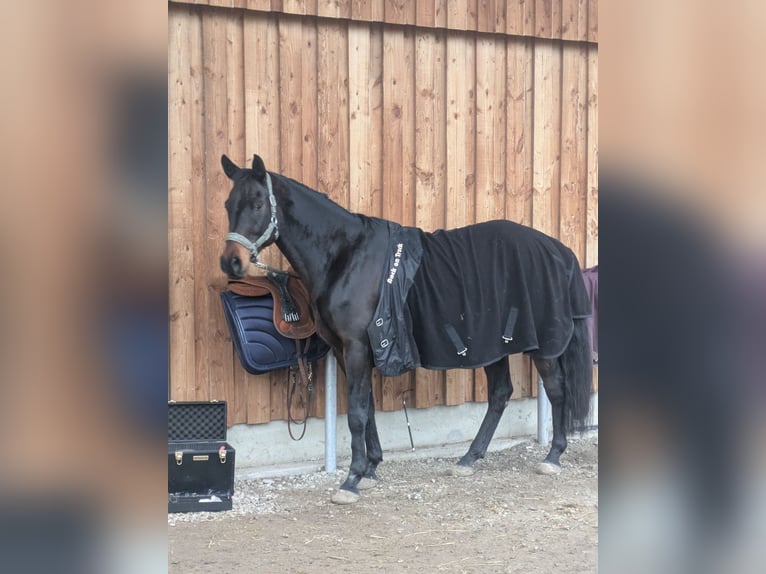 Cavallo da sella tedesco Mix Castrone 11 Anni 166 cm Baio scuro in Schöningen