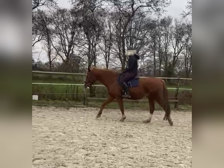 Cavallo da sella tedesco Castrone 11 Anni 167 cm Sauro in Opende