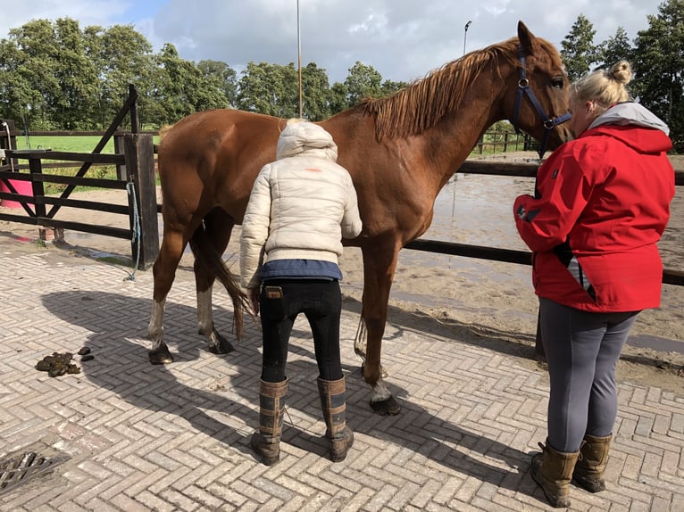 Cavallo da sella tedesco Castrone 11 Anni 167 cm Sauro in Opende