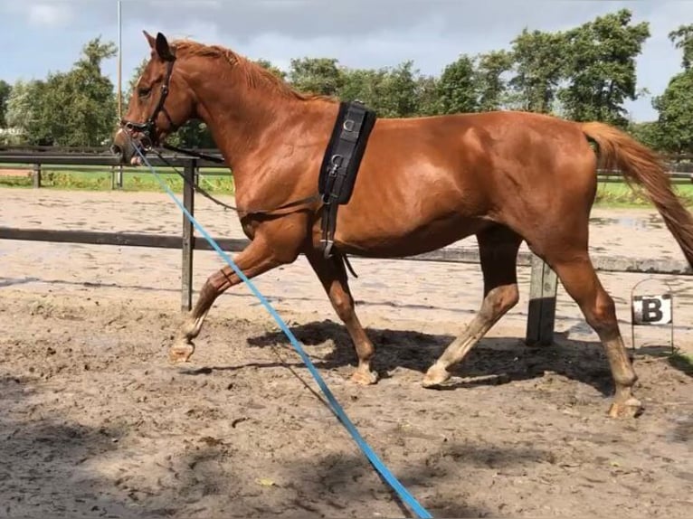 Cavallo da sella tedesco Castrone 11 Anni 167 cm Sauro in Opende