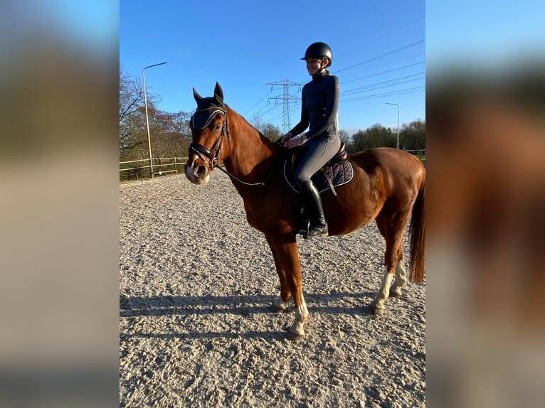 Cavallo da sella tedesco Castrone 11 Anni 167 cm Sauro in Opende