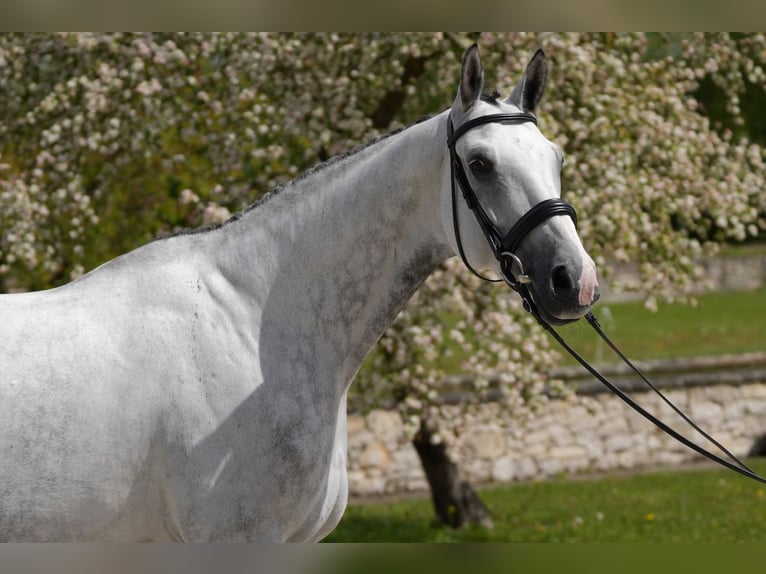 Cavallo da sella tedesco Castrone 11 Anni 171 cm Grigio in Neu-Ulm