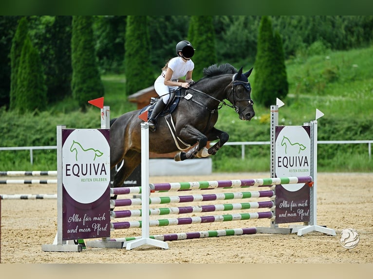 Cavallo da sella tedesco Castrone 11 Anni 172 cm Baio scuro in Pfaffenhofen an der Ilm