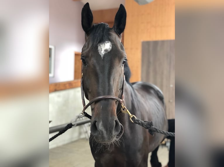 Cavallo da sella tedesco Castrone 11 Anni 172 cm Baio scuro in Pfaffenhofen an der Ilm