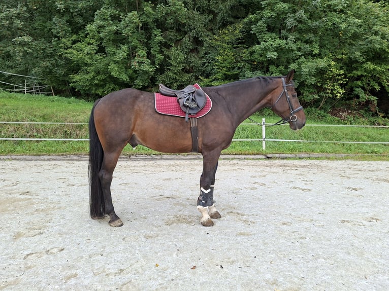 Cavallo da sella tedesco Castrone 11 Anni 173 cm Baio scuro in Elsbethen