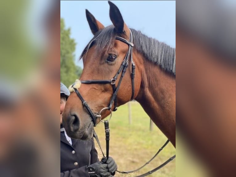 Cavallo da sella tedesco Castrone 11 Anni 174 cm Baio in Spremberg