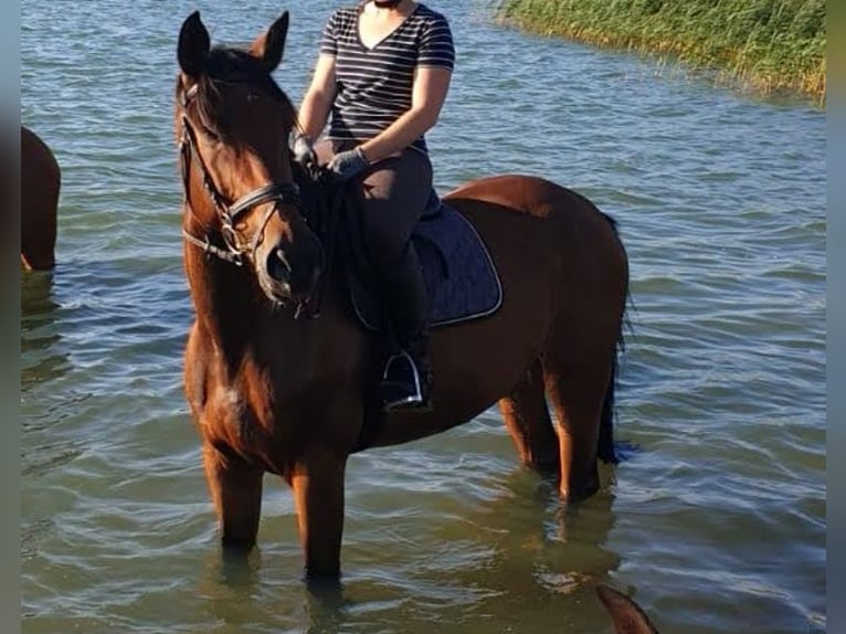 Cavallo da sella tedesco Castrone 11 Anni 174 cm Baio in Spremberg