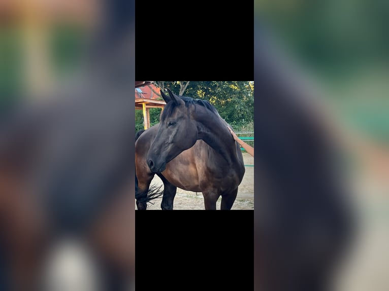 Cavallo da sella tedesco Castrone 11 Anni 175 cm Morello in Jüterbog