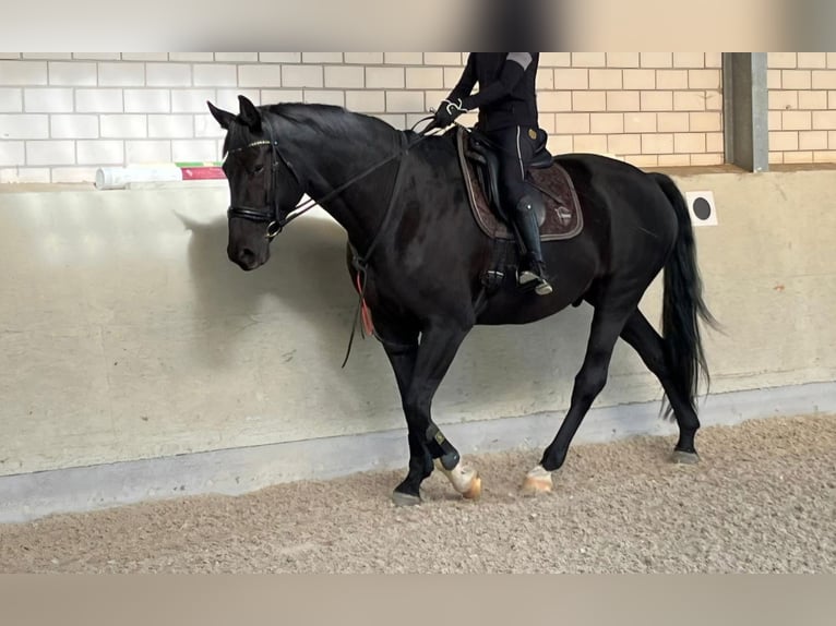 Cavallo da sella tedesco Castrone 11 Anni 175 cm Morello in Jüterbog