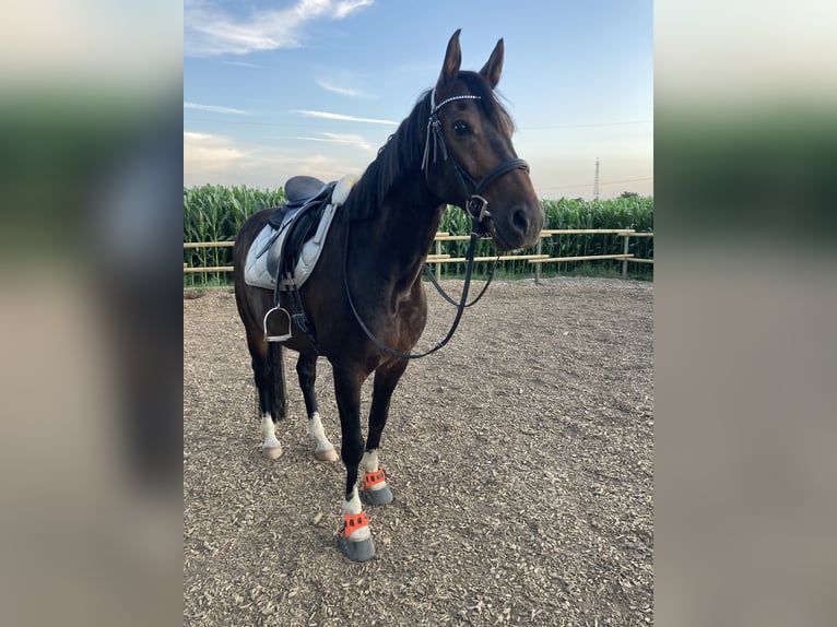 Cavallo da sella tedesco Castrone 12 Anni 165 cm Baio scuro in Issum