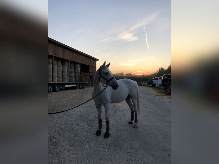 Cavallo da sella tedesco Castrone 12 Anni 167 cm Grigio in NienhagenNienhagen