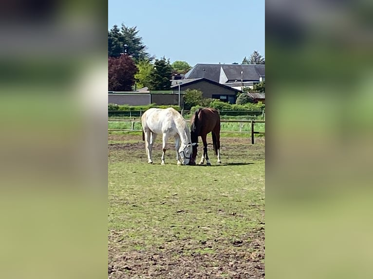 Cavallo da sella tedesco Castrone 12 Anni 167 cm Grigio in NienhagenNienhagen