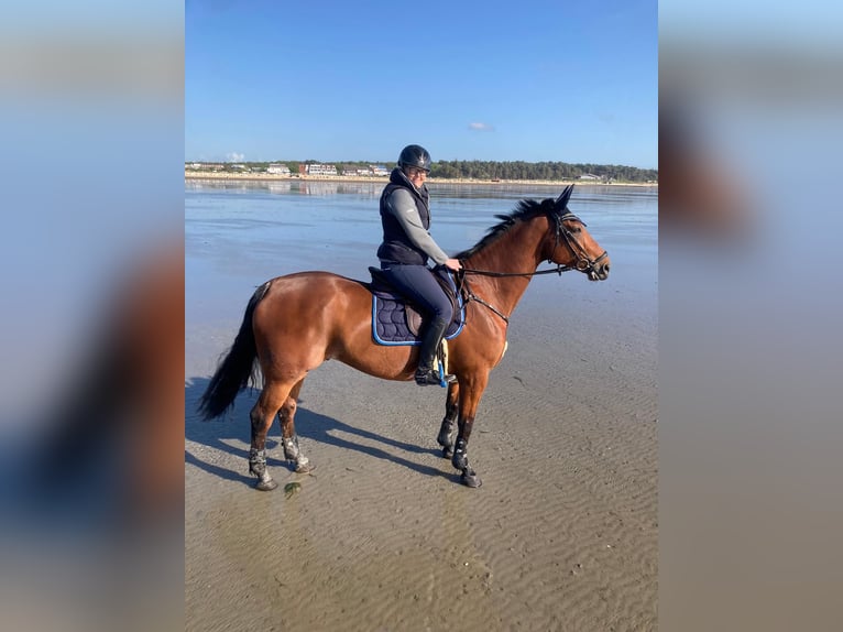 Cavallo da sella tedesco Castrone 12 Anni 170 cm Baio in Salzkotten