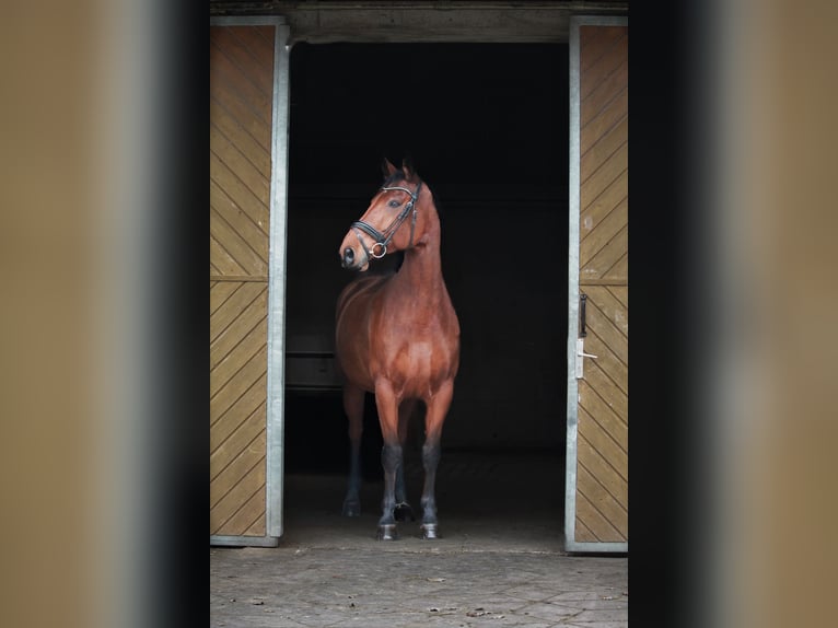 Cavallo da sella tedesco Castrone 12 Anni 170 cm Baio in Salzkotten