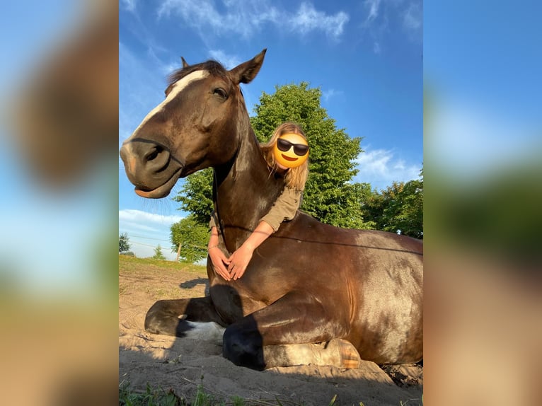 Cavallo da sella tedesco Castrone 12 Anni 170 cm Baio nero in Varel