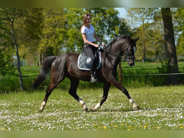 Cavallo da sella tedesco Castrone 12 Anni 170 cm Baio nero in Varel