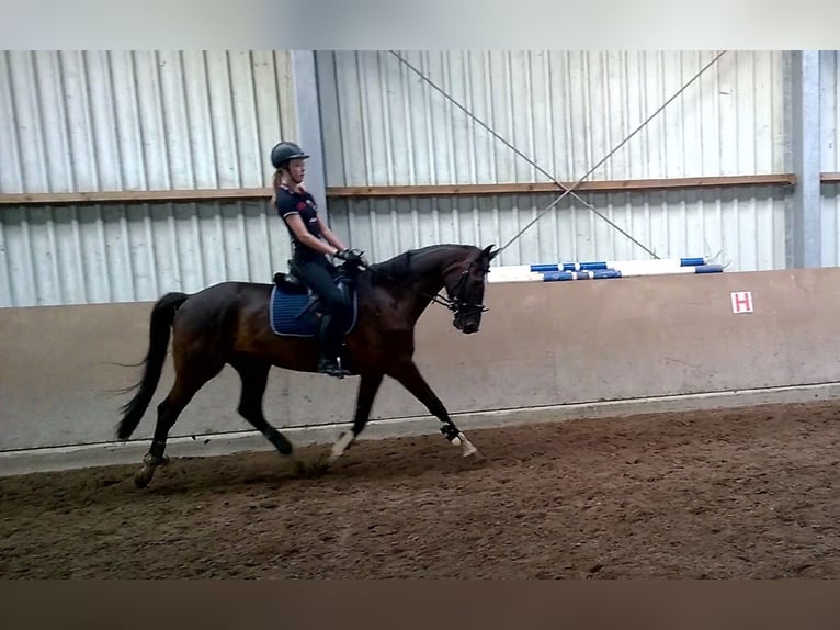 Cavallo da sella tedesco Castrone 12 Anni 170 cm Baio nero in Varel