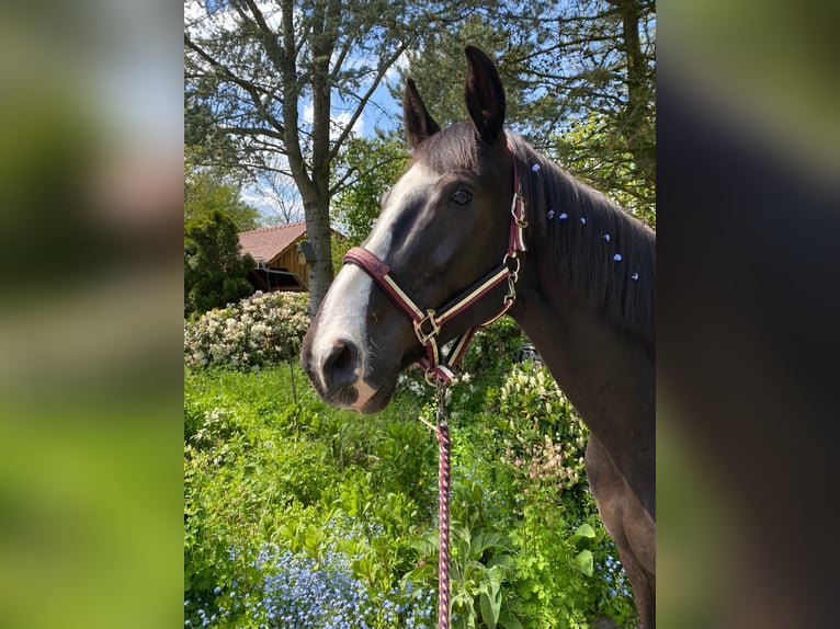 Cavallo da sella tedesco Castrone 12 Anni 170 cm Baio nero in Varel