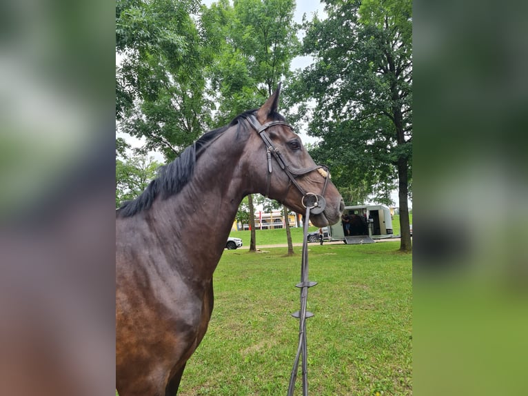 Cavallo da sella tedesco Castrone 12 Anni 172 cm Baio scuro in Pfaffenhofen an der Ilm