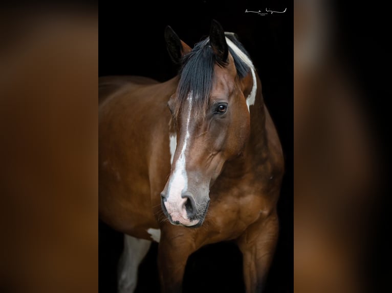 Cavallo da sella tedesco Castrone 12 Anni 172 cm Pezzato in Osterrade