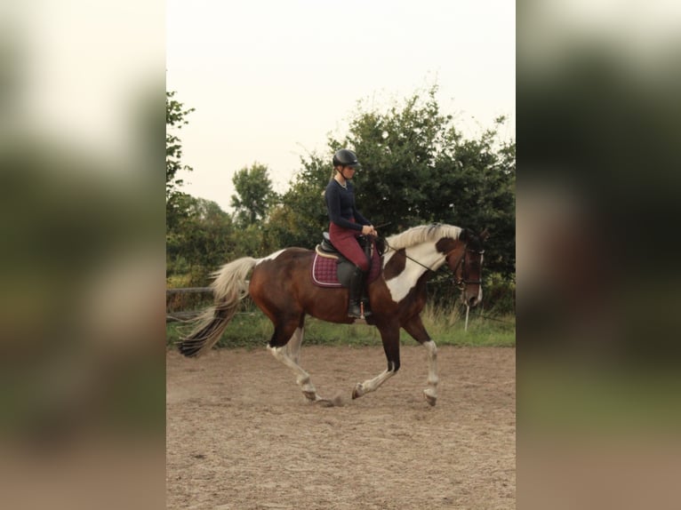 Cavallo da sella tedesco Castrone 12 Anni 172 cm Pezzato in Osterrade