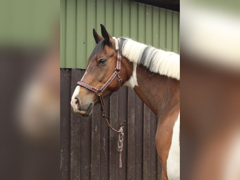 Cavallo da sella tedesco Castrone 12 Anni 172 cm Pezzato in Osterrade