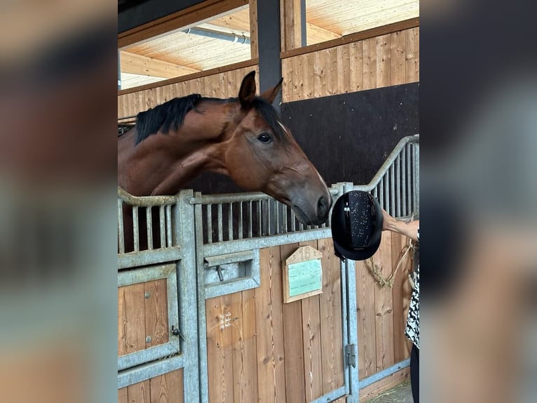 Cavallo da sella tedesco Castrone 12 Anni 173 cm Baio in Aldrans