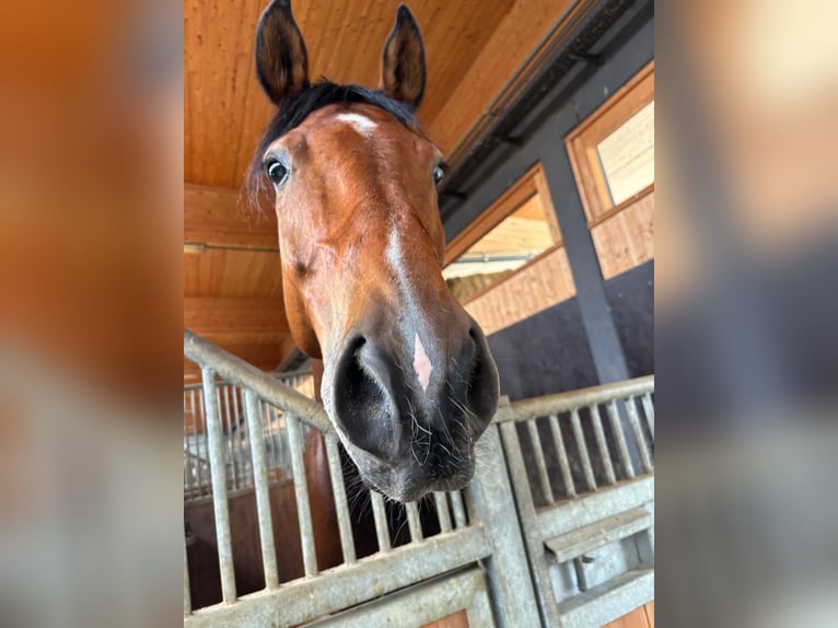 Cavallo da sella tedesco Castrone 12 Anni 173 cm Baio in Aldrans