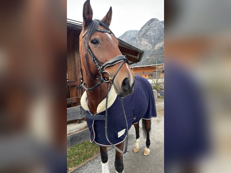 Cavallo da sella tedesco Castrone 12 Anni 173 cm Baio in Aldrans