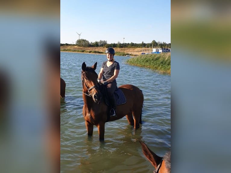 Cavallo da sella tedesco Castrone 12 Anni 174 cm Baio in Spremberg