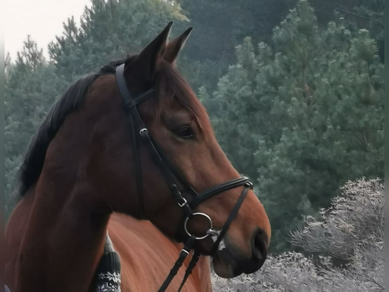 Cavallo da sella tedesco Castrone 12 Anni 174 cm Baio in Spremberg