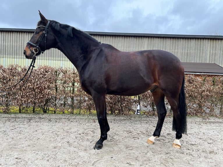 Cavallo da sella tedesco Castrone 12 Anni 174 cm Baio nero in Hilden