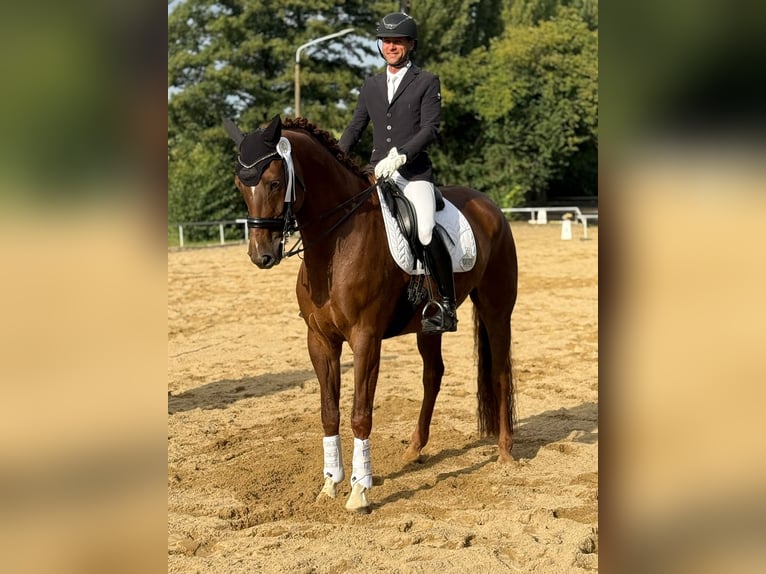 Cavallo da sella tedesco Castrone 12 Anni 175 cm Sauro in Praktisch