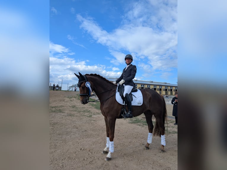 Cavallo da sella tedesco Castrone 12 Anni 175 cm Sauro in Praktisch