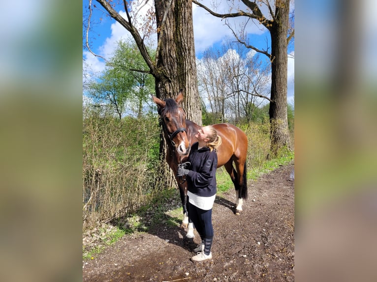 Cavallo da sella tedesco Castrone 12 Anni 179 cm Baio in Garching bei München