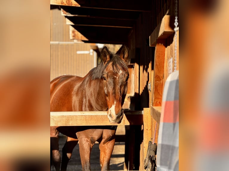 Cavallo da sella tedesco Castrone 12 Anni 179 cm Baio in Garching bei München