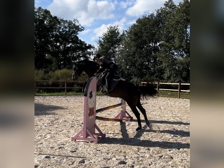 Cavallo da sella tedesco Castrone 13 Anni 161 cm Morello in Recke