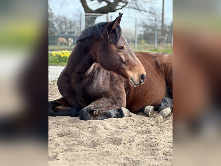Cavallo da sella tedesco Castrone 13 Anni 165 cm Baio in Wanzleben-Börde