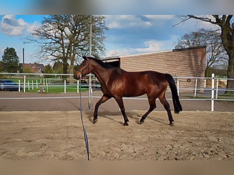 Cavallo da sella tedesco Castrone 13 Anni 172 cm Baio scuro in Bottrop