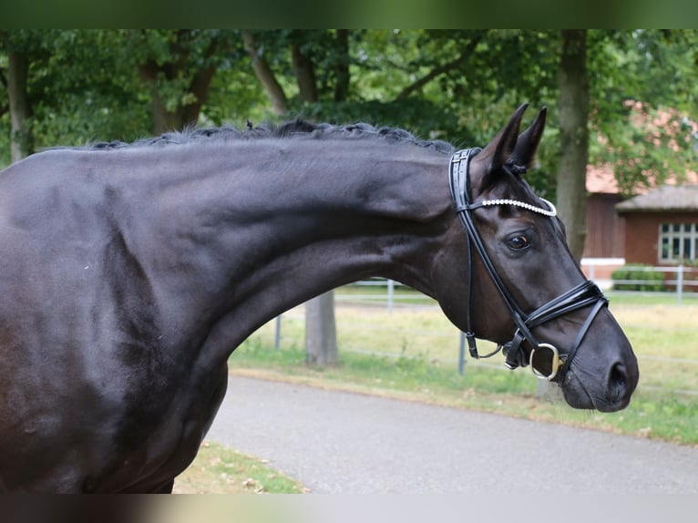 Cavallo da sella tedesco Castrone 13 Anni 172 cm Morello in Recke, bei Osnabrück