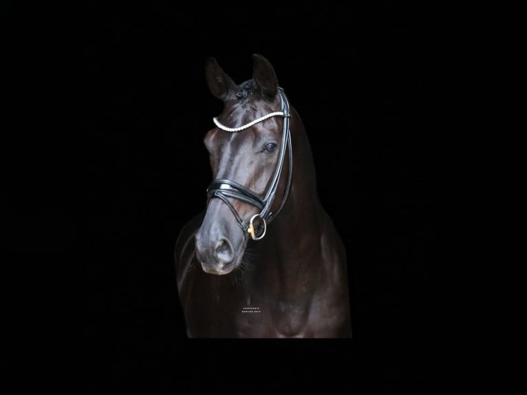 Cavallo da sella tedesco Castrone 13 Anni 172 cm Morello in Recke, bei Osnabrück