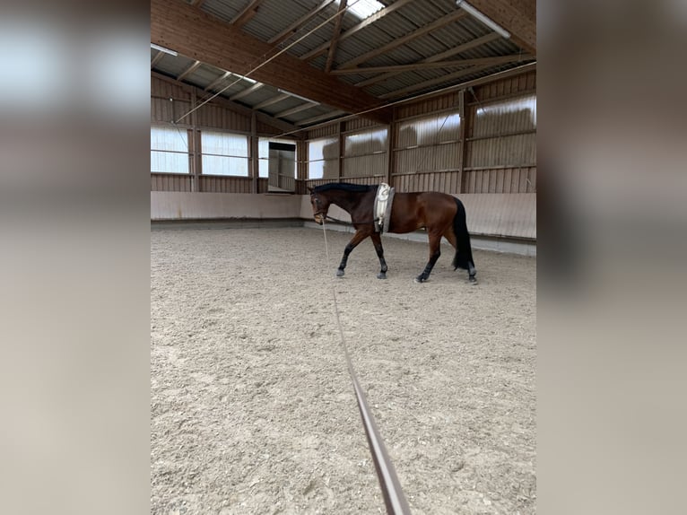 Cavallo da sella tedesco Castrone 13 Anni 180 cm Baio in Herxheim bei Landau/Pfalz