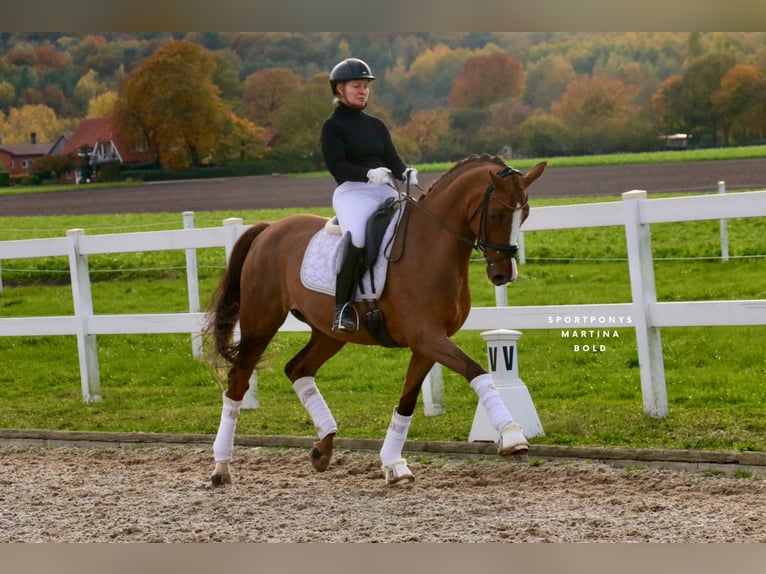 Cavallo da sella tedesco Castrone 14 Anni 165 cm Sauro scuro in Recke, bei Osnabr&#xFC;ck
