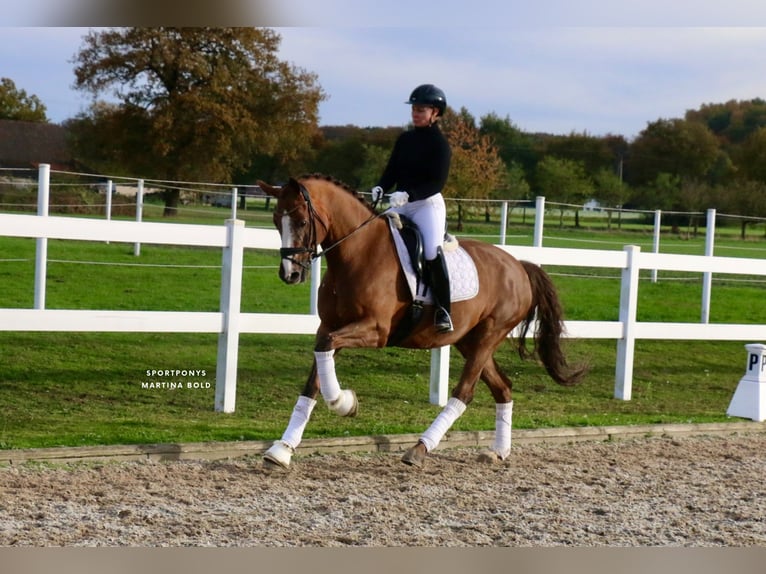 Cavallo da sella tedesco Castrone 14 Anni 165 cm Sauro scuro in Recke, bei Osnabr&#xFC;ck