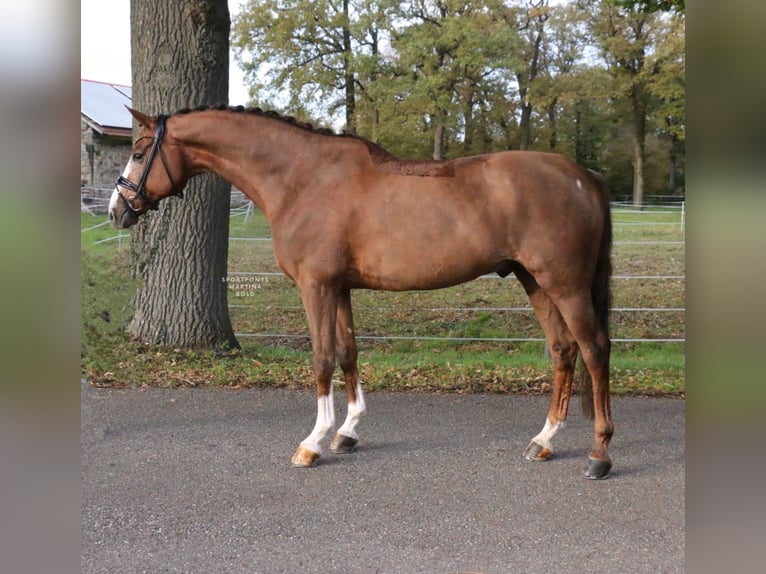 Cavallo da sella tedesco Castrone 14 Anni 165 cm Sauro scuro in Recke, bei Osnabr&#xFC;ck