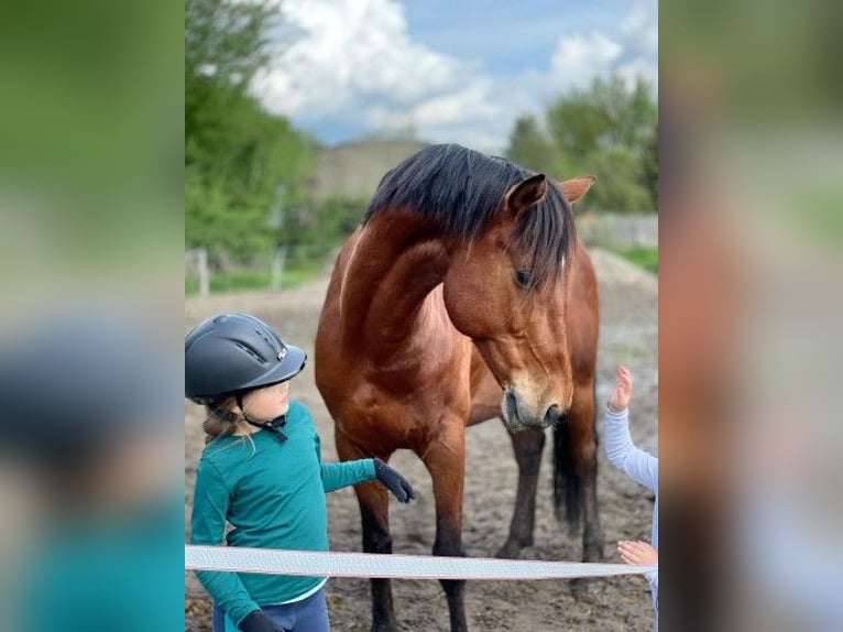 Cavallo da sella tedesco Castrone 14 Anni 166 cm Baio in Zossen Nunsdorf